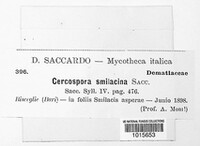 Cercospora smilacina image